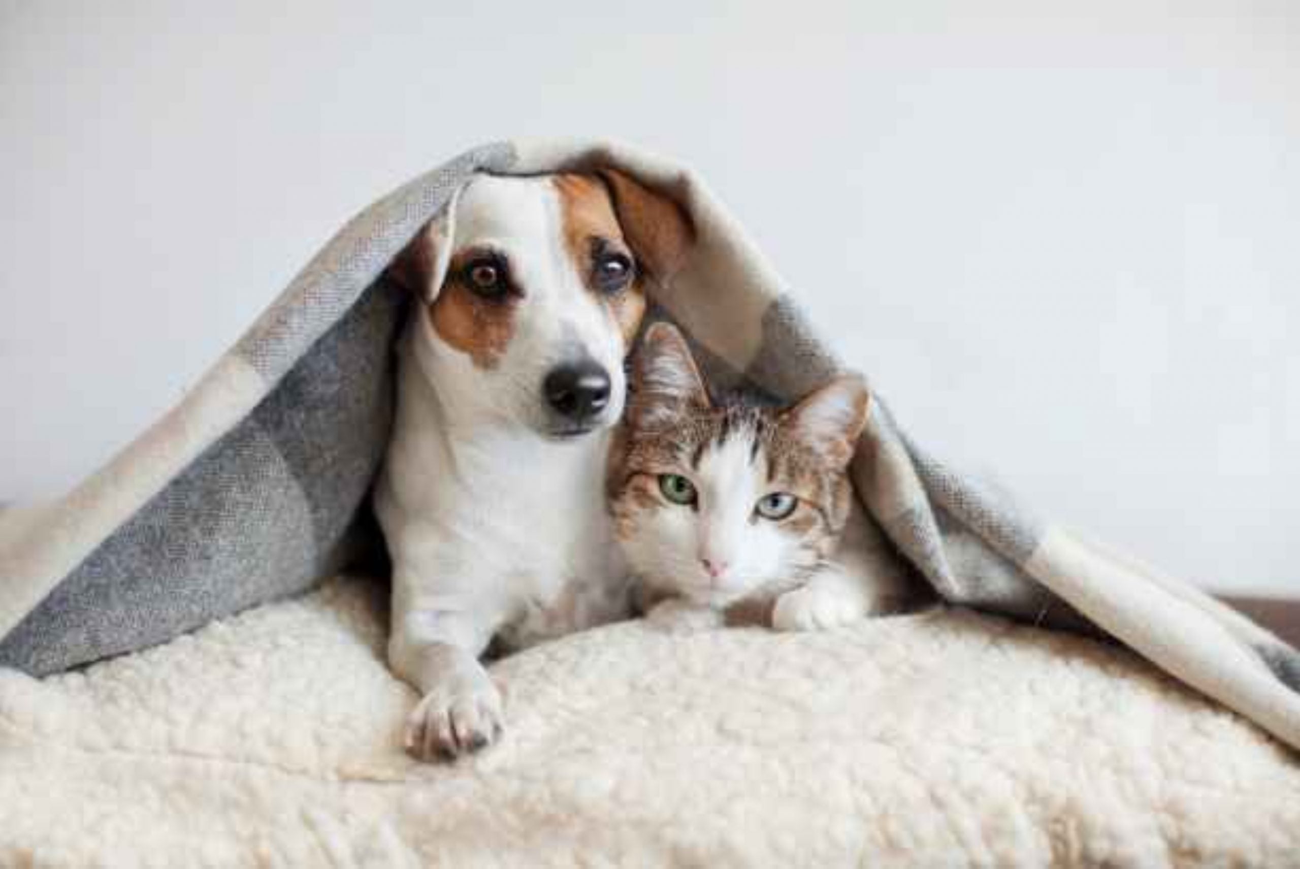 Cómo proteger mascotas frío
