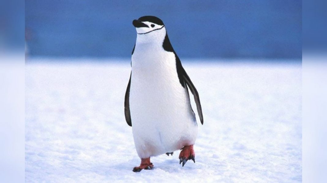 pingüinos no pueden volar