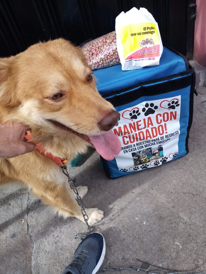 hondureño alimenta perritos de la calle