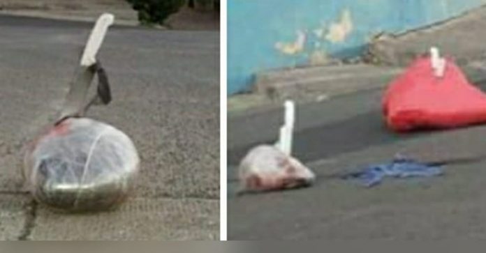 cuerpos empaquetados capital cerdos cuerpos empaquetados capital cerdos