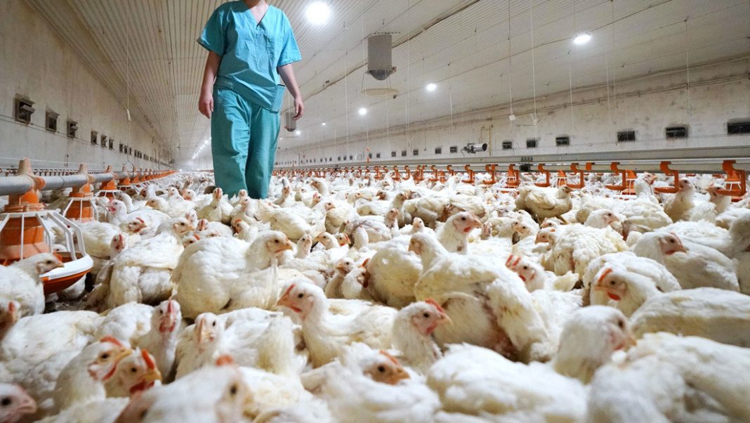 Rusia primer caso de gripe aviar