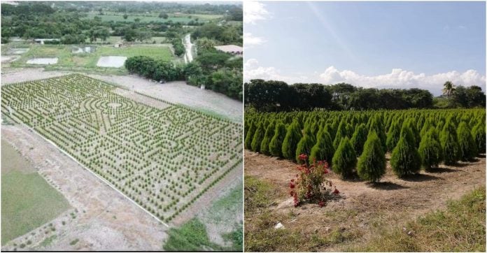 Crean un "atractivo y novedoso" laberinto natural en Comayagua