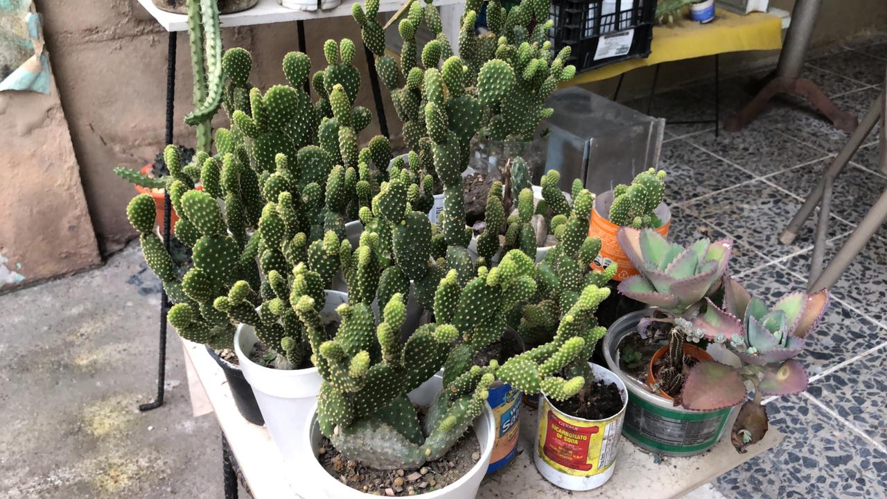 vendiendo cactus paga la Universidad