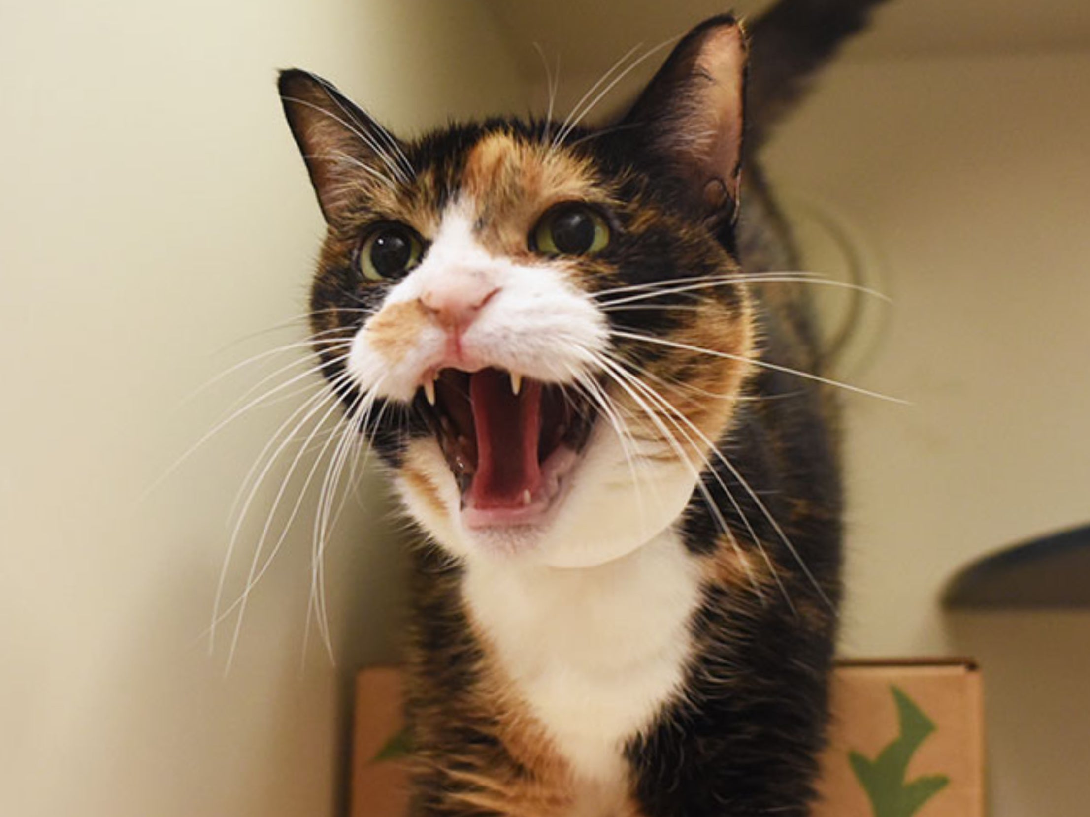 Звуки орущих котов слушать. Орущий кот. Агрессивный кот фото. Агрессивный кот с угла.