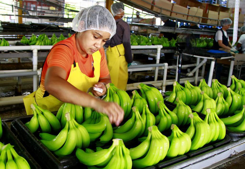 Crecen exportaciones de banano