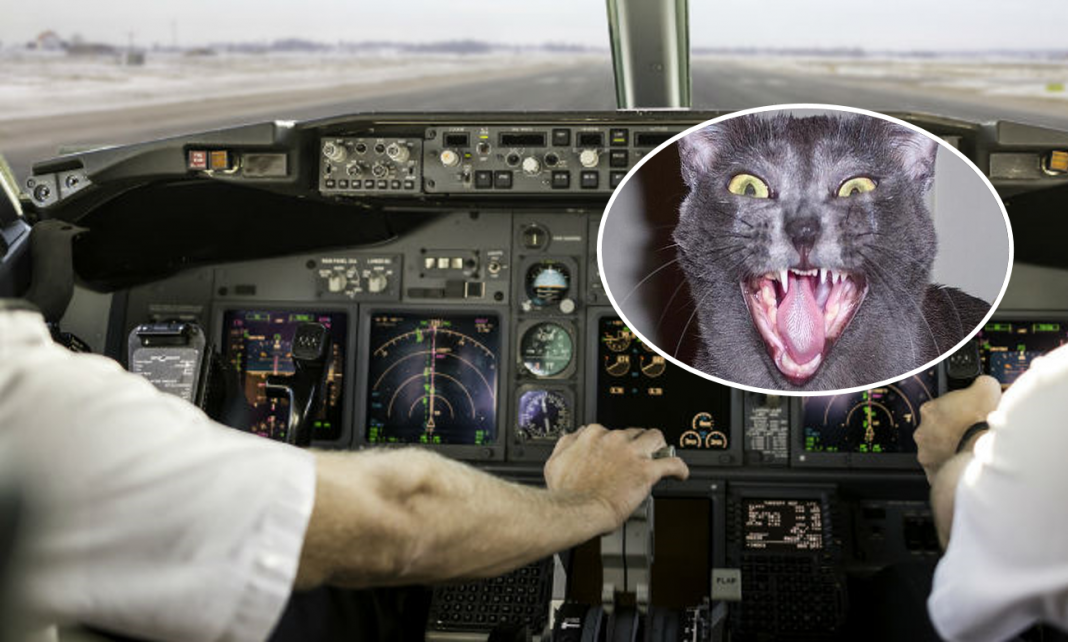gato ataca capitán avión