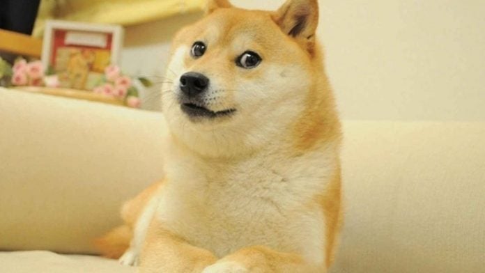perrito Gen perrito Gen