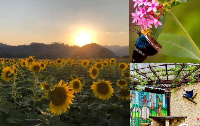 BeFunky-collage - 2021-04-01T180738.982 paseo de Girasoles Copán