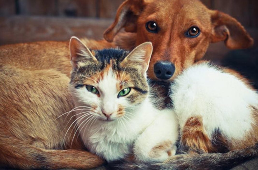 Perros y gatos vacunación