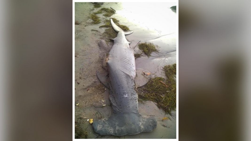 tiburón martillo muerto en Roatán