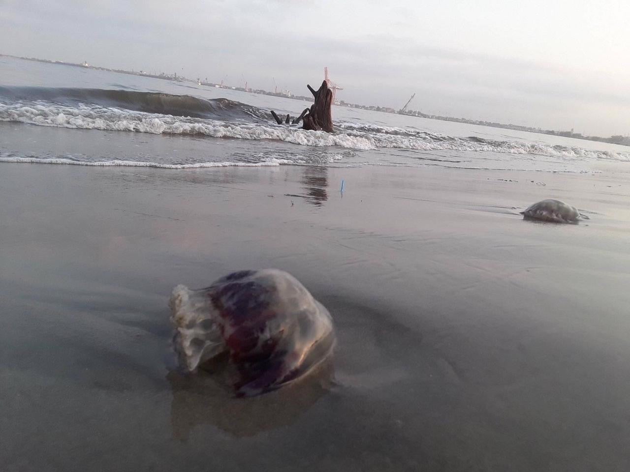 medusas en playa de Puerto Cortés