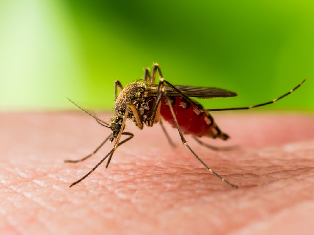 casos dengue honduras 2021