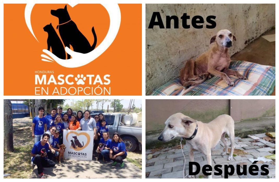Mascotas en Adopción Honduras