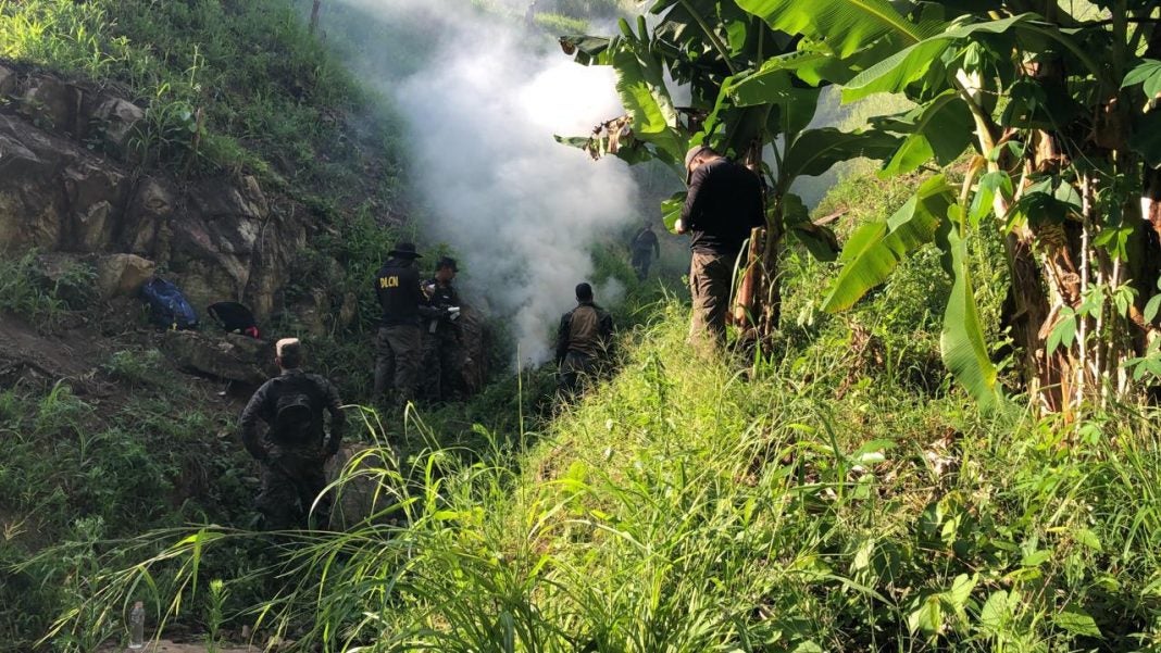 incineran plantas de marihuana en Colón