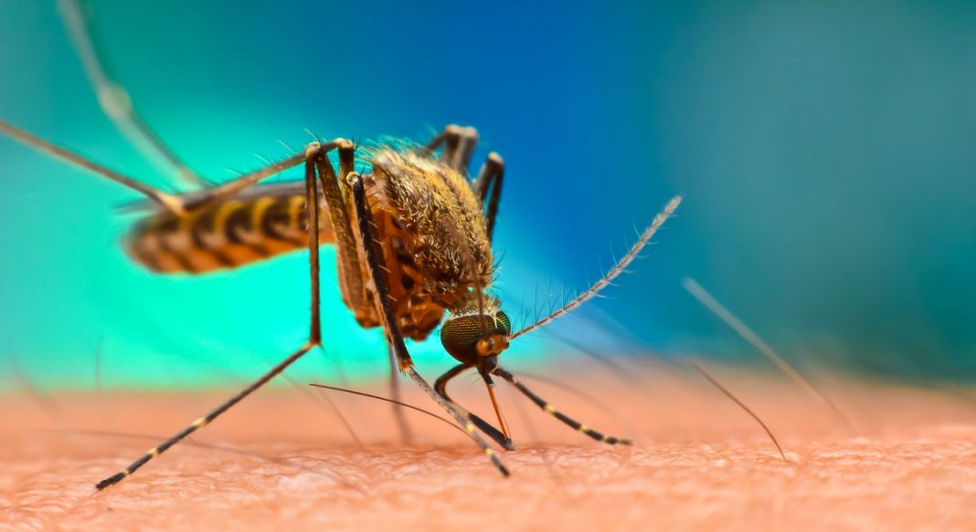 honduras malaria oms