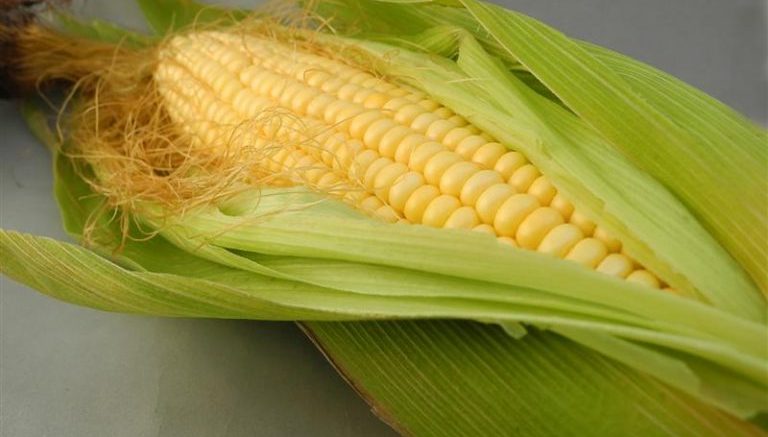SALUD | ¿Qué es y cuáles son los beneficios de la barba de maíz?
