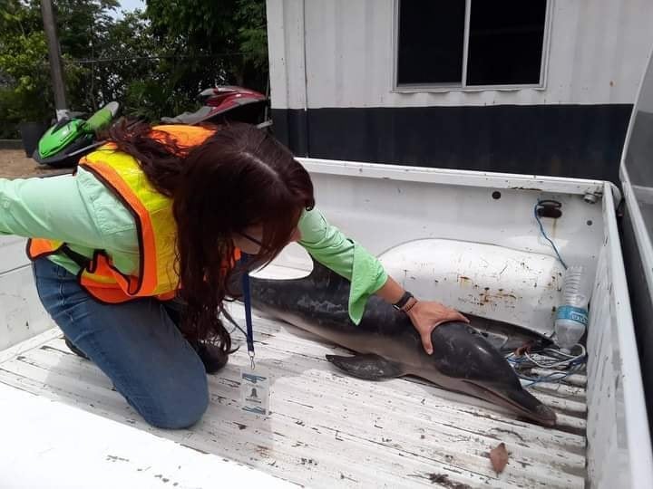 Delfín muerto Puerto Cortés