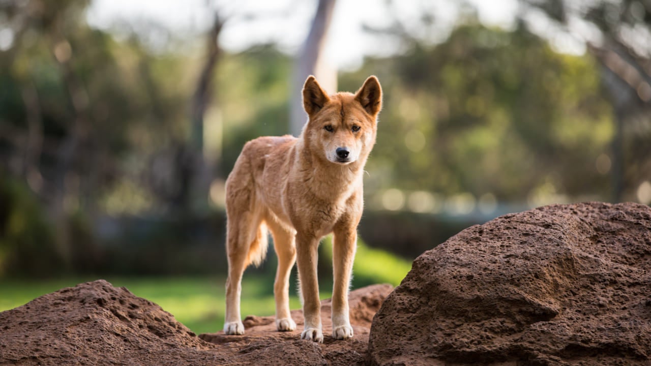 Dingo-Australia