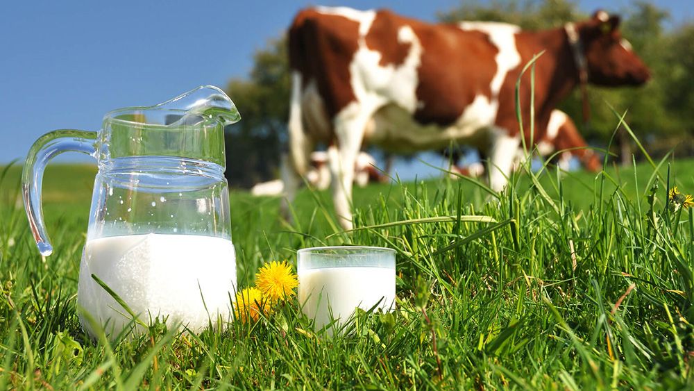 leche de vaca beneficios