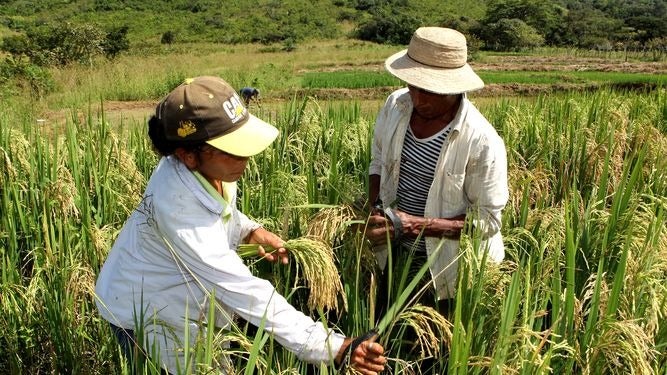 producción de arroz Honduras