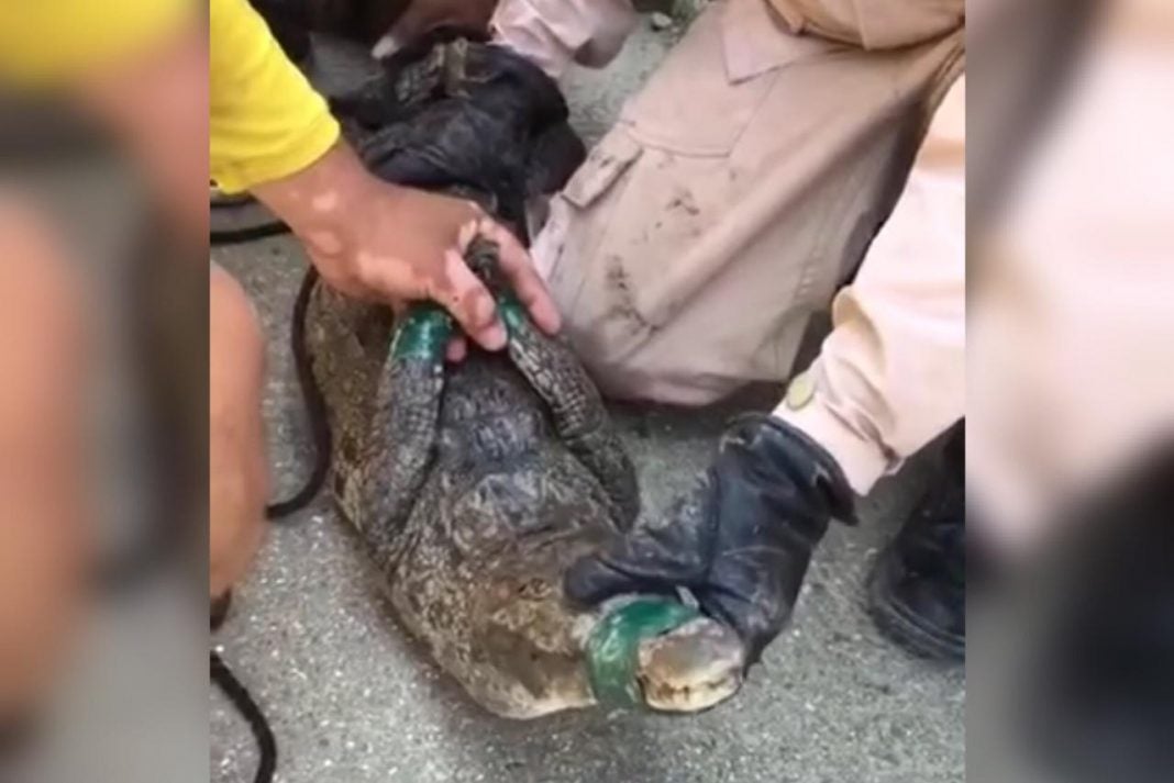 Capturan a cocodrilo en Puerto Cortés