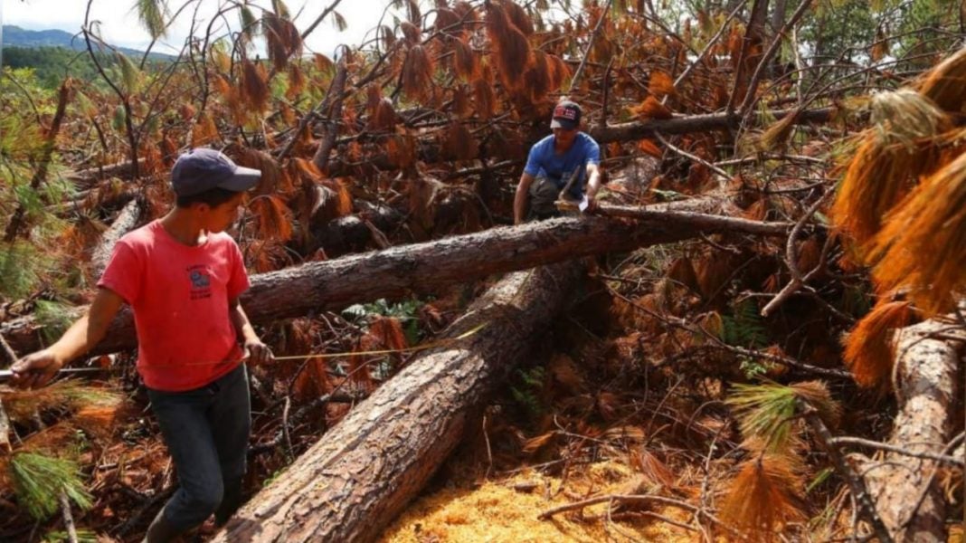 gorgojo descortezador bosques Honduras