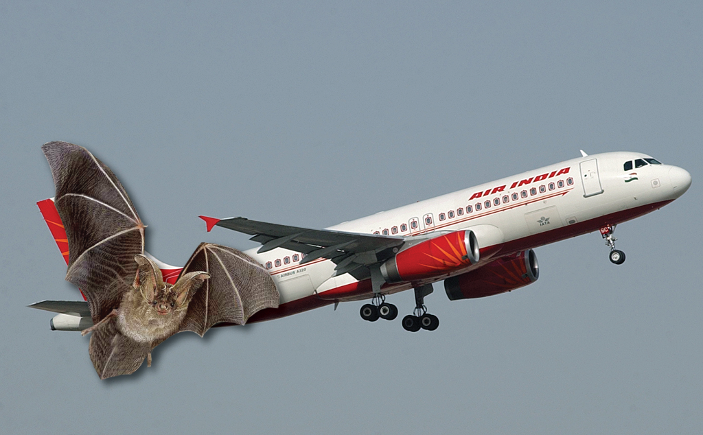 avión indio aterriza por murciélago