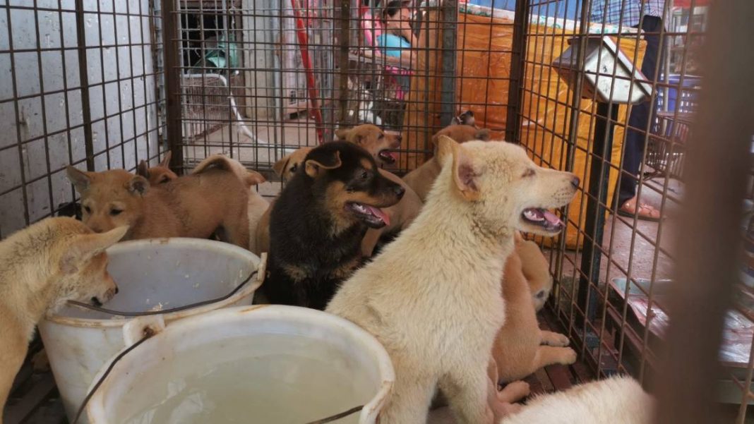 perros sacrificados en China