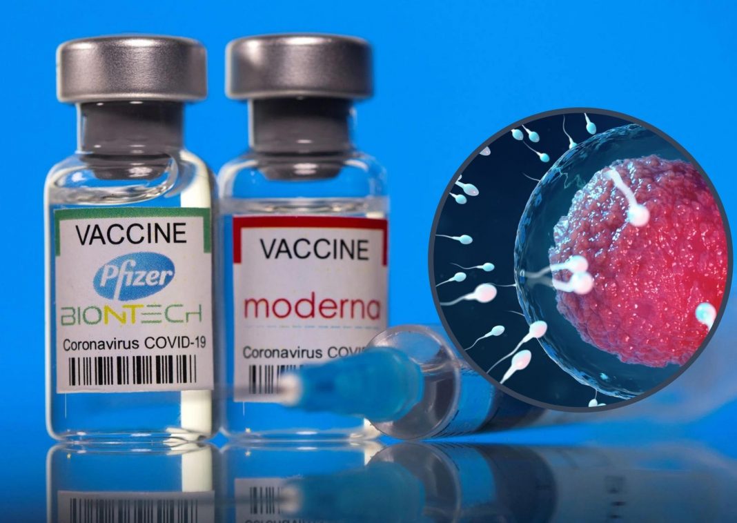 vacunas de pfizer y moderna fertilidad