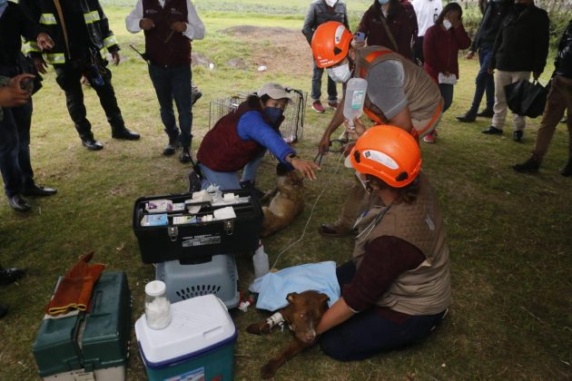 México rescatan perros socavón