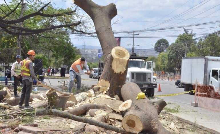 corte de árboles en la capital