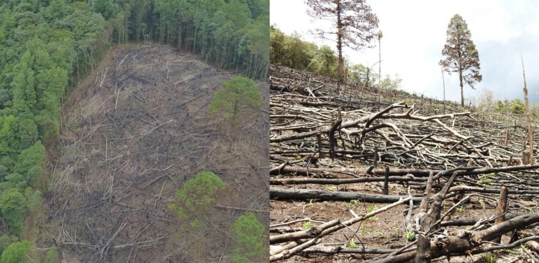 consecuencias deforestación Montaña Camapara