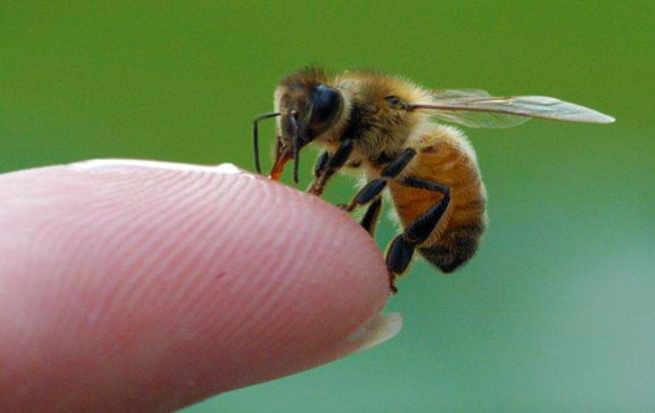 mejorar salud con abejas