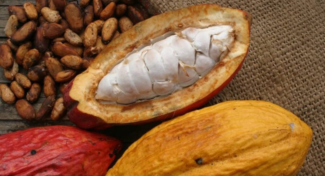 Cacao de Honduras competirá Francia