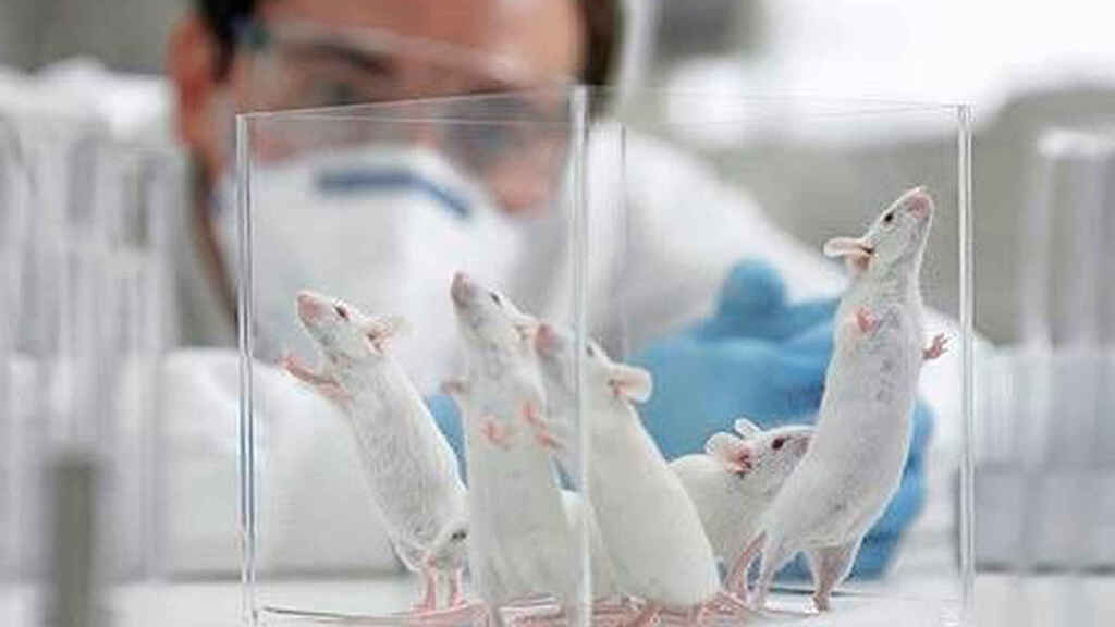 eliminan cáncer en ratones y perros.