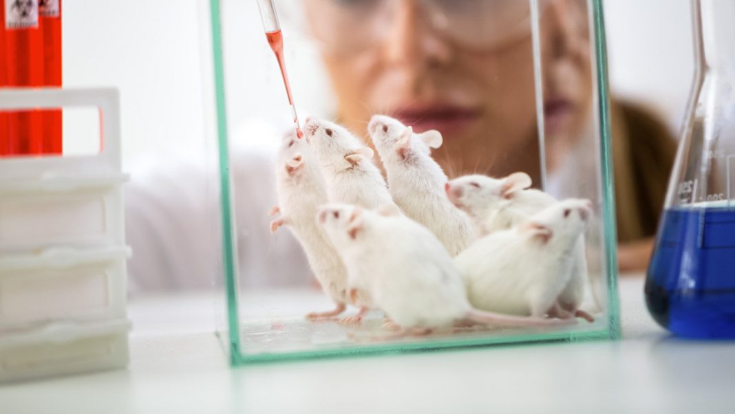 Científicos esperma de ratón.