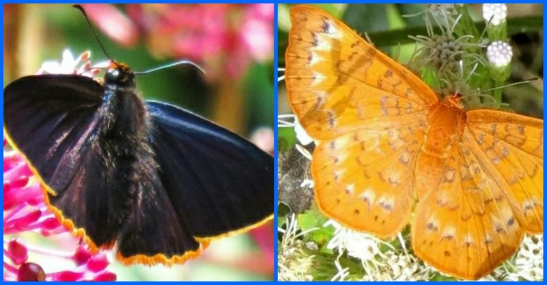 hallazgo de mariposas en Honduras