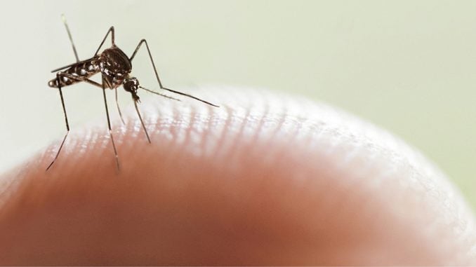 Los casos de dengue aumentan cada día, sobre todo en la población infantil. La mayoría de casos llegan, en su mayoría, de Francisco Morazán.