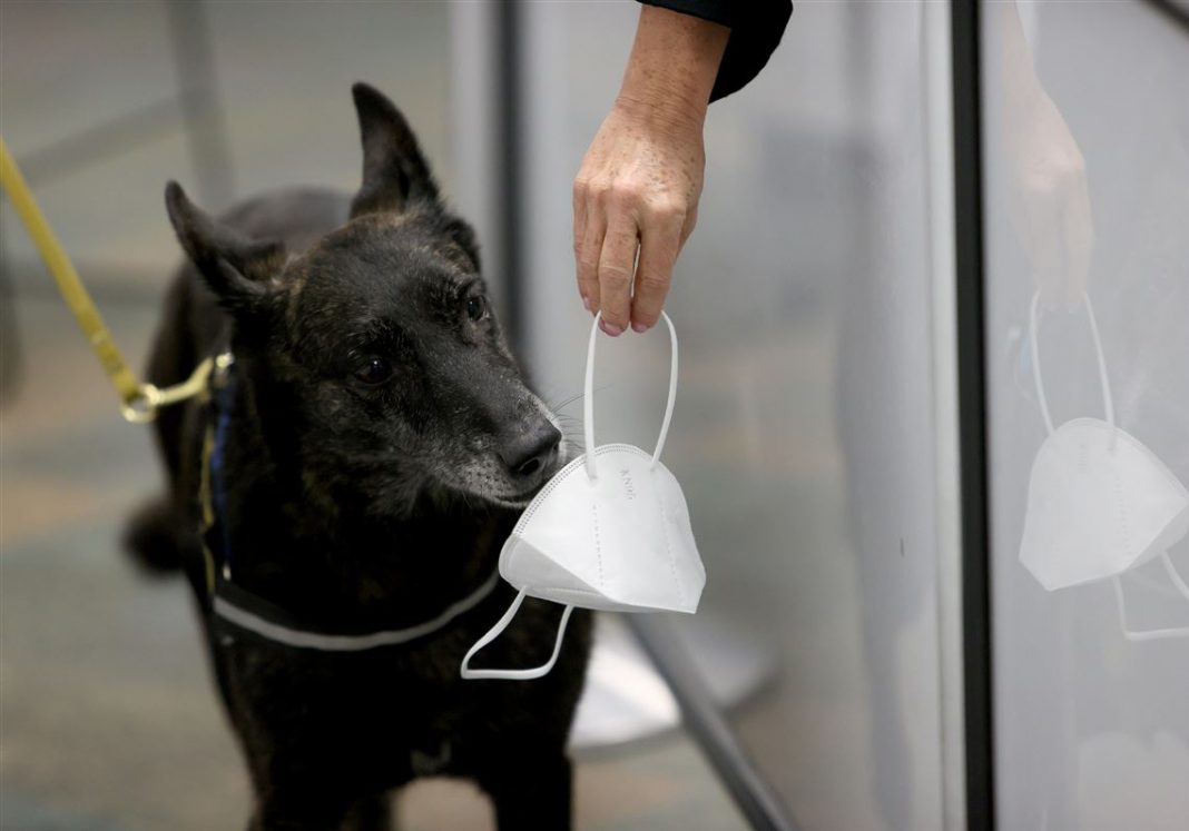 Proyecto del Aeropuerto Internacional de Miami entrena perros para detectar COVID-19.