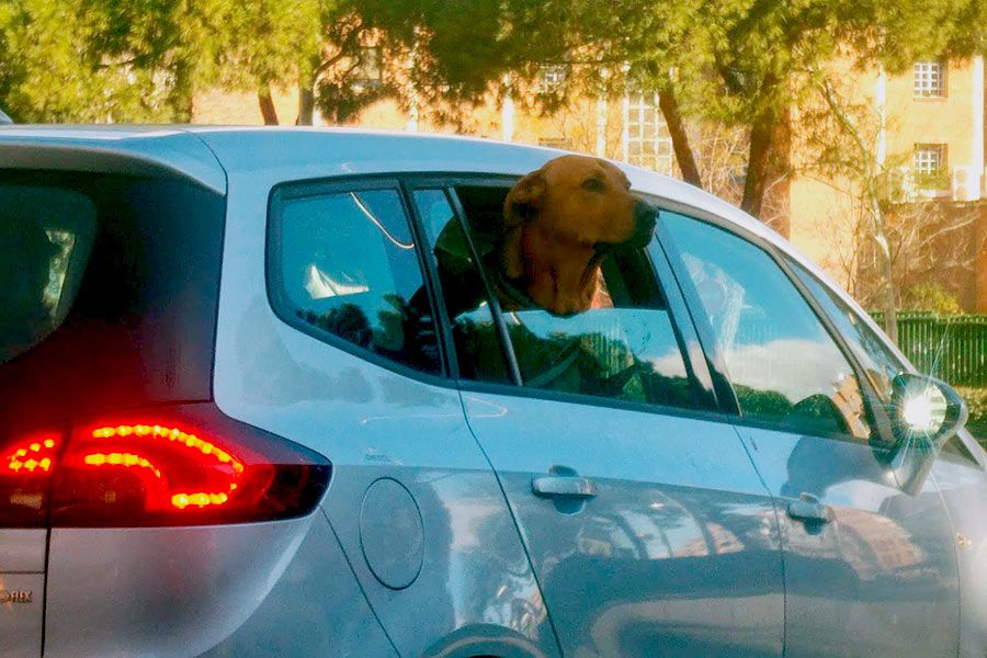 Multa perro en carro