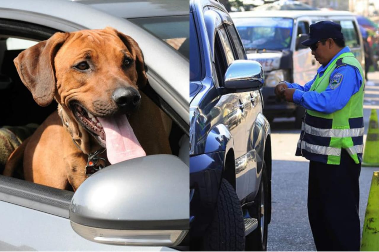 Sin multas por llevar al perro en el coche gracias a Honda