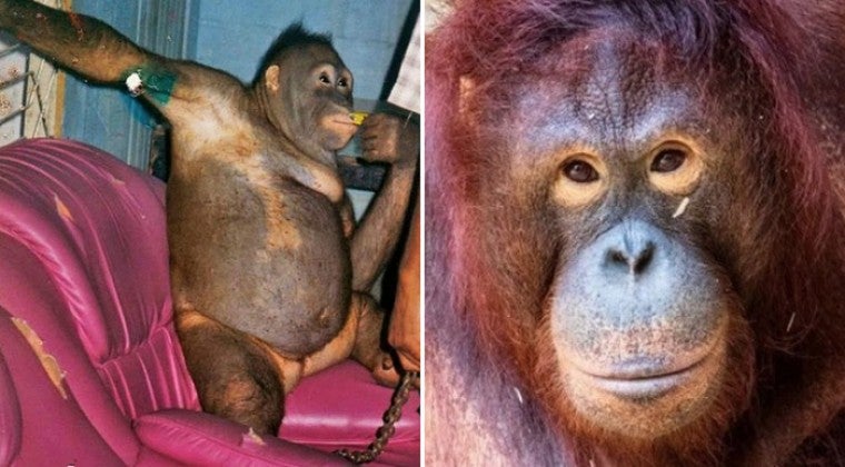 Orangután abusada por hombres en burdel