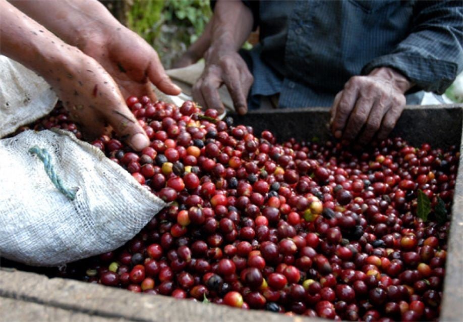 exportación de café en honduras