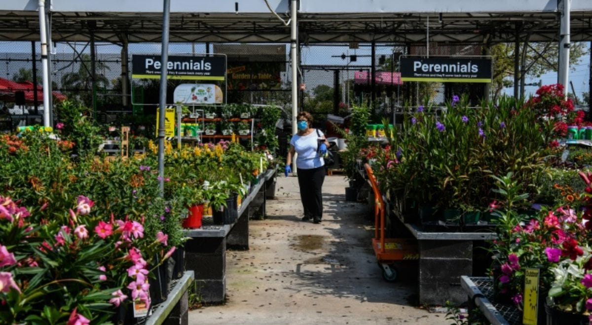 Florece planta forma de pene 