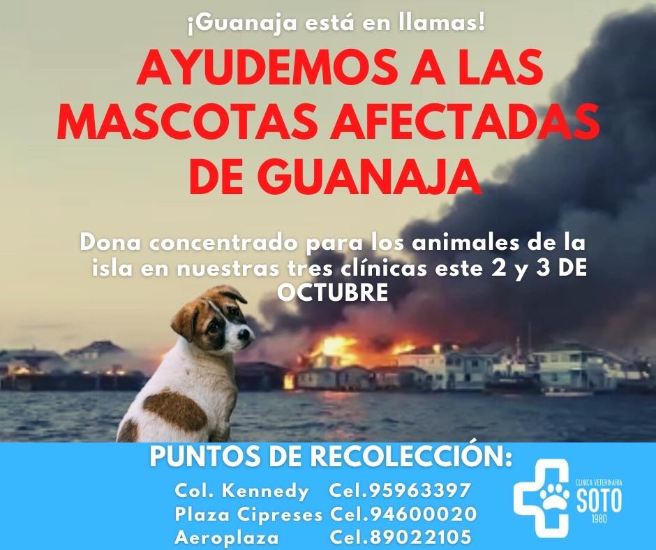 animales afectados en Guanaja 