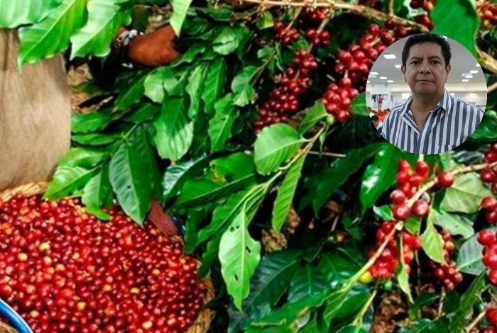 Temporada corte de café Honduras