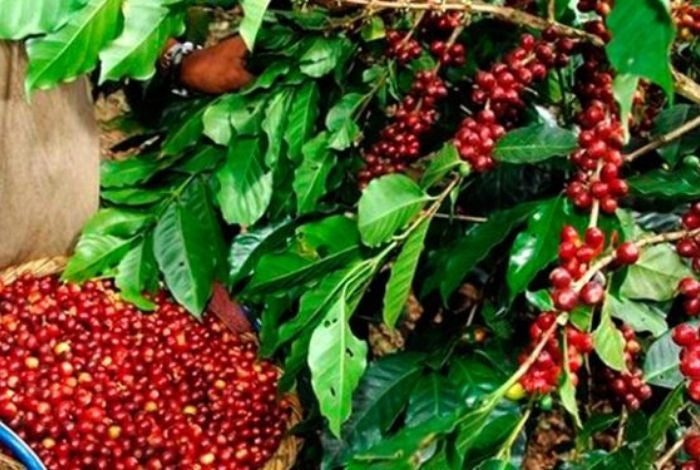 Plaga en cultivos de café olancho