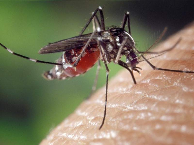 Los casos de dengue siguen en aumento en el país.