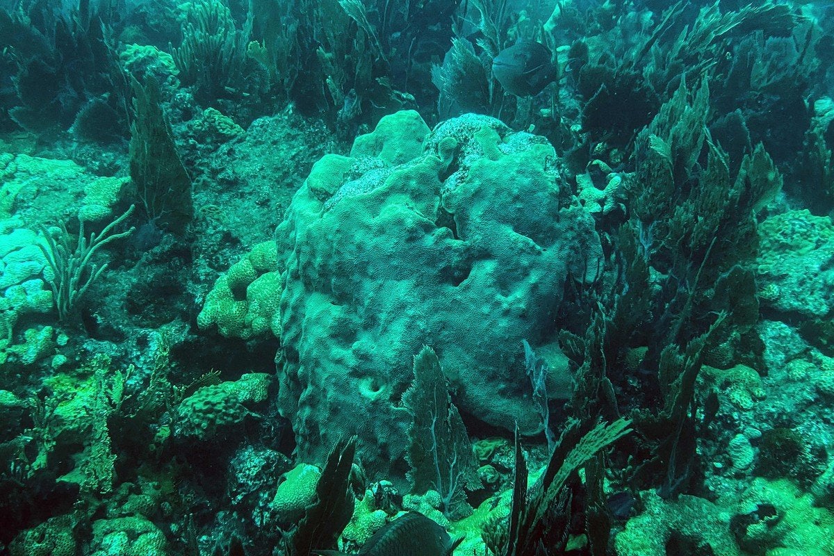 La primera parte del plan ha permitido salvar casi 2.000 colonias de corales.