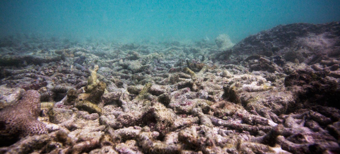 Los arrecifes están perdiendo su color.